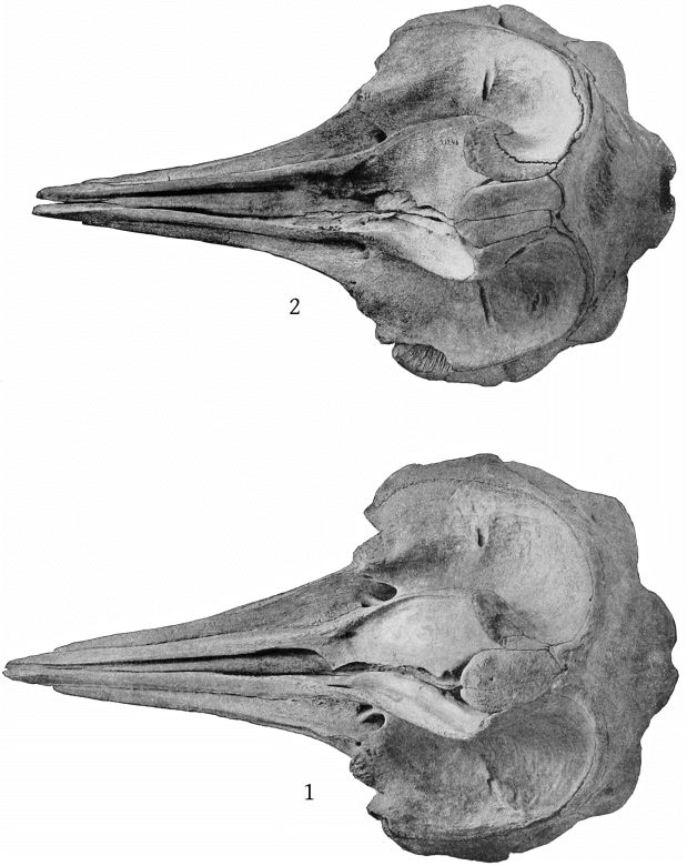 Plate 15 SKULLS OF ZIPHIUS CAVIROSTRIS