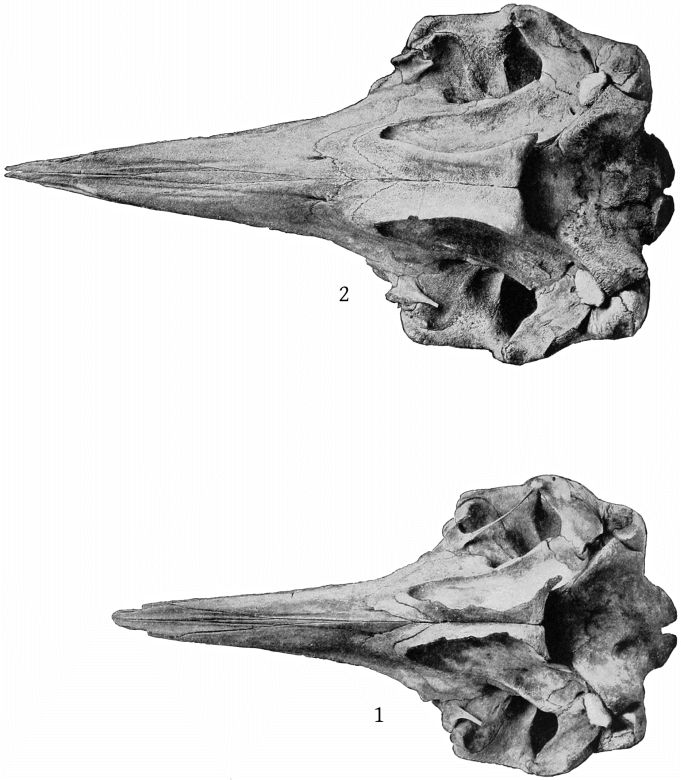 Plate 18 SKULLS OF ZIPHIUS CAVIROSTRIS