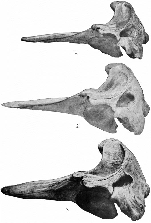 Plate 20 SKULLS OF ZIPHIUS CAVIROSTRIS