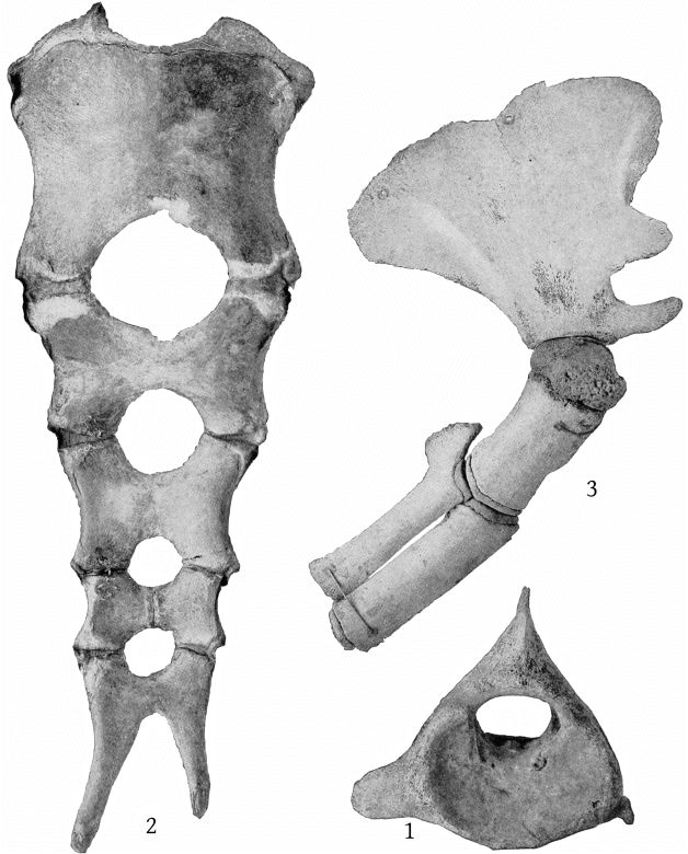 Plate 25 SKELETON OF ZIPHIUS CAVIROSTRIS