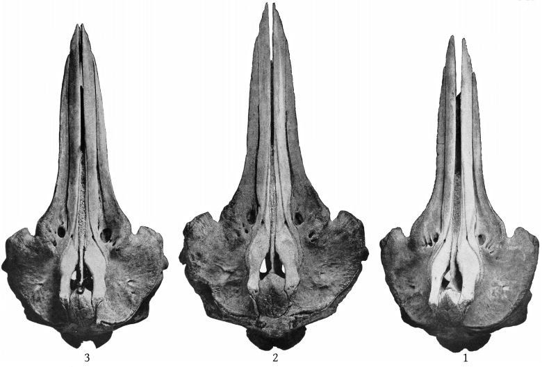 Plate 26 SKULLS OF BERARDIUS BAIRDII