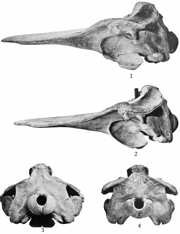 Plate 28 SKULLS OF BERARDIUS BAIRDII