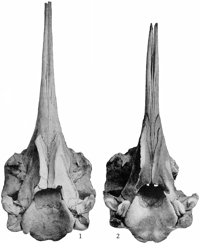 Plate 4 SKULLS OF MESOPLODON