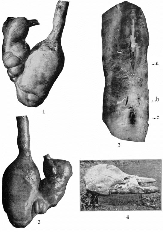 Plate 40 MESOPLODON EUROPÆUS AND M. STEJNEGERI