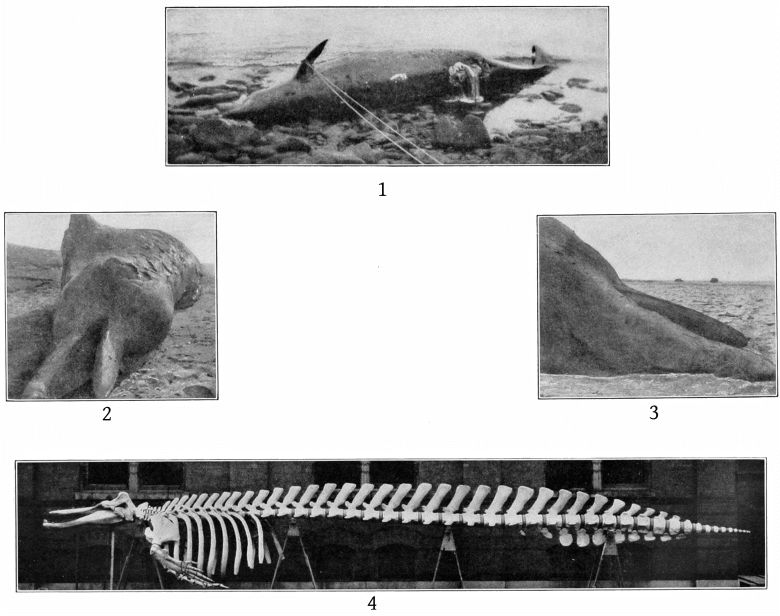 Plate 42 BERARDIUS BAIRDII