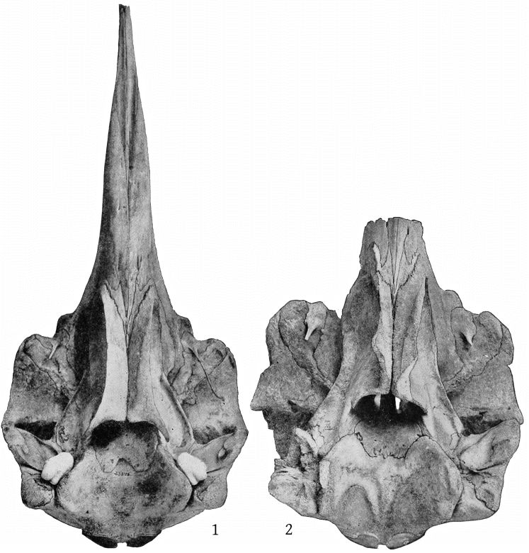 Plate 5 SKULLS OF MESOPLODON EUROPÆUS