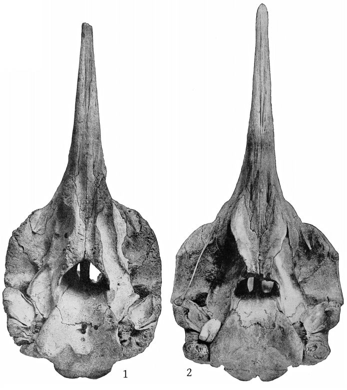 Plate 6 SKULLS OF MESOPLODON STEJNEGERI