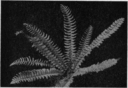 Polystichum lonchitis. The Holly Fern.