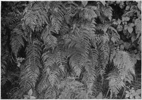 Athyrium filix-fæmina. The Lady Fern.