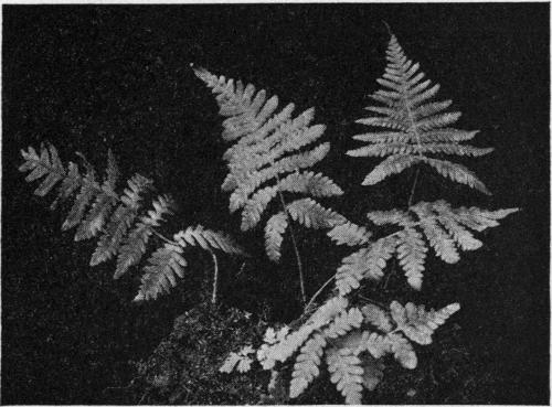 Polypodium phegopteris. The Beech Fern.