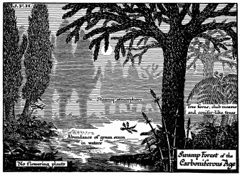 Diagram of Life in the Later Palæozoic Age.  Life is creeping out of the water. An insect like a dragon fly is shown. There were amphibia like gigantic newts and salamanders, and even primitive reptiles in these swamps.