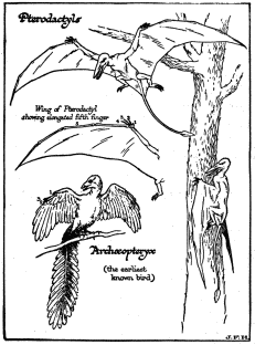 Archæopteryx  (the earliest known bird)