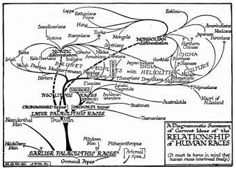 A Diagrammatic Summary of Current Ideas of the RELATIONSHIP of HUMAN RACES  (It must be borne in mind that human races interbreed freely.)