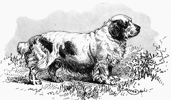 CLUMBER-SPANIEL, "SANDRINGHAM-BUSTLER". H. R. H. PRINCE of WALES. OWNER.