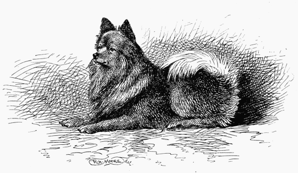 POMERANIAN "MARCO" H. M. QUEEN VICTORIA OWNER.