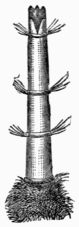 Fig. 48.—Ovipositor of the Bot-fly (Œstrus bovis).