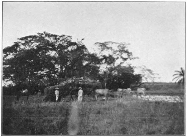 In the Llanos of Venezuela.