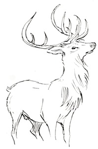 Wapiti