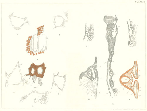 Illustration: Plate 2