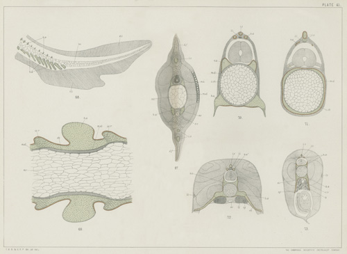 Illustration: Plate 41