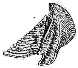 Tetraclita radiata, scutum and tergum.