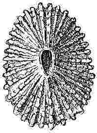 Pyrgoma conjugatum.