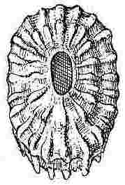 Pyrgoma dentatum.