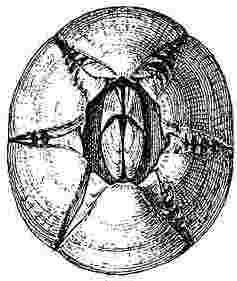 Chelonobia testudinaria.