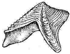 Creusia spinulosa, var. 10, scutum and tergum.