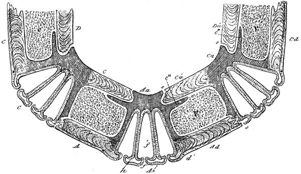 Coronula diadema.