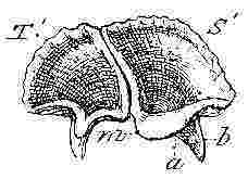 Verruca Strömia, scutum and tergum.