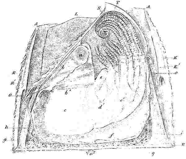 Balanus tintinnabulum, section.