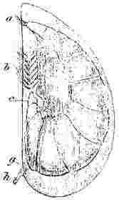 Proteolepas bivincta.