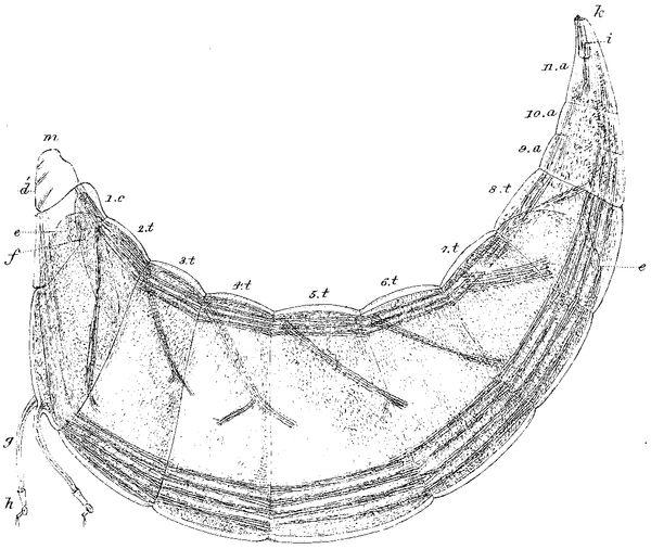 Proteolepas bivincta.