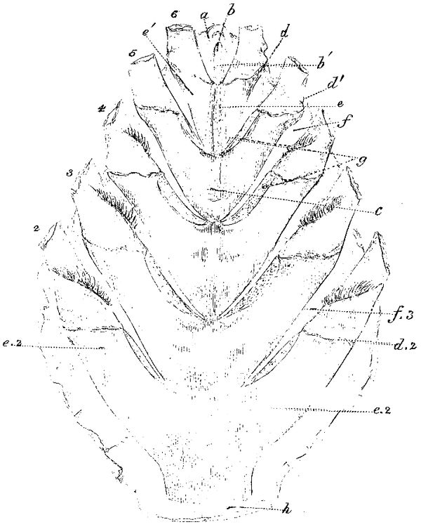 Coronula diadema, thorax.