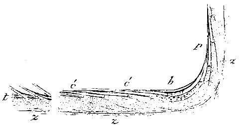 Coronula balænaris, cementing apparatus.