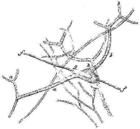 Chelonobia patula, cementing apparatus.