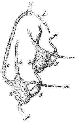 Balanus tintinnabulum, cementing apparatus.