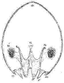 Pupa, transverse section, near eye-apodemes.