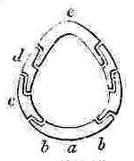 Sections of shell of Balanus.