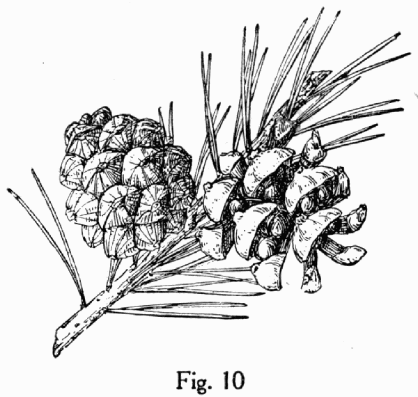 Fig. 10