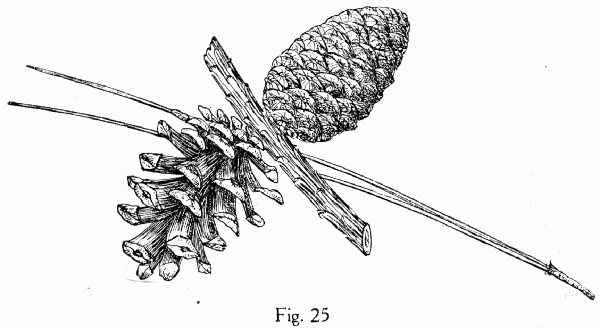 Fig. 25