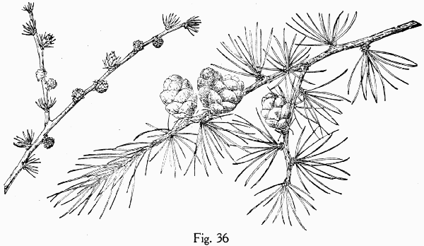 Fig. 36