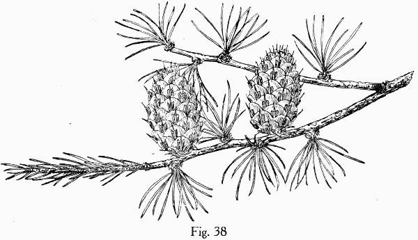 Fig. 38