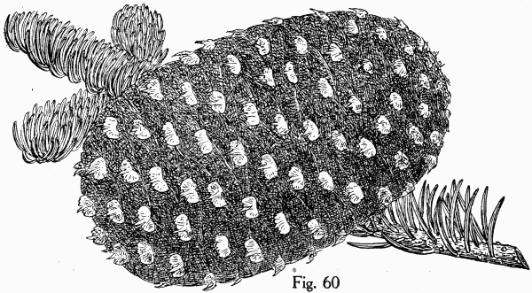 Fig. 60