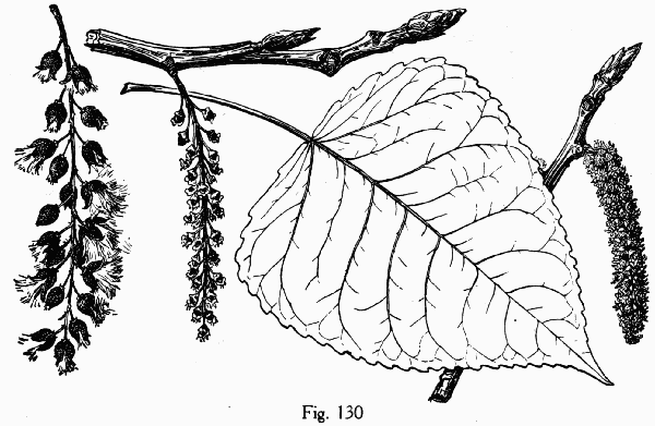 Fig. 130