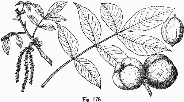 Fig. 178