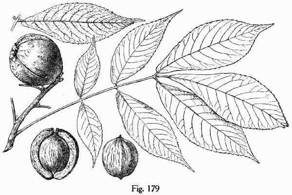 Fig. 179