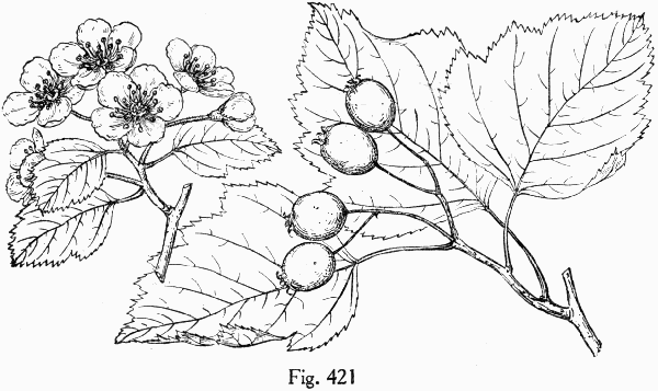 Fig. 421