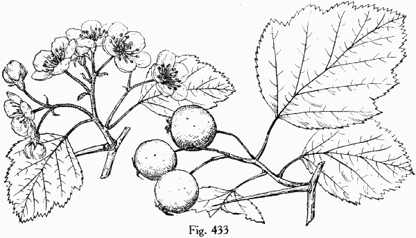 Fig. 433